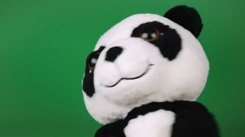 Stuffed and fluffy plush toy panda bear playing and dancing on green background. Stock Footage 272680148