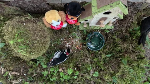Stuffed animals at a tiny wooden house in nature in Estonia Video stock 270210890