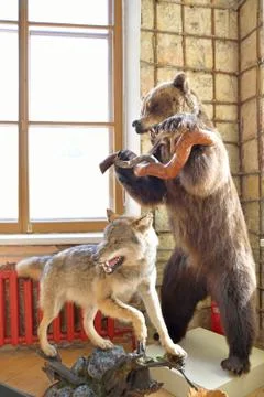 Stuffed bear and snarling wolf in the Big Gatchina Palace Stock Photos