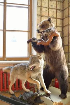 A stuffed bear and a wolf in the Big Gatchina Palace Stock Photos