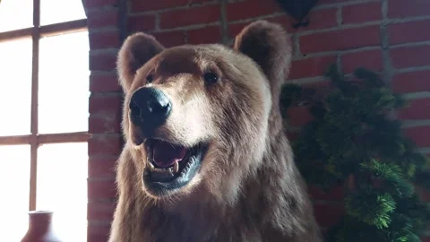 Stuffed bear in a castle against the background of a window, hunting concept 库存影片 303143227