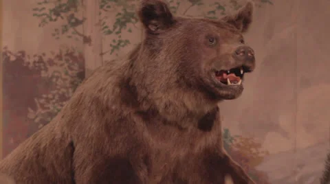 Stuffed bear Video stock 23405169