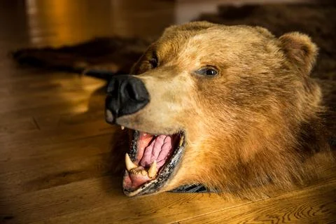 A stuffed bear head is currently laying on the floor with its mouth wide open Stock Photos