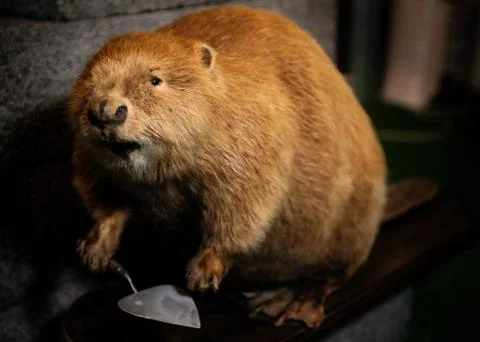Stuffed beaver with construction spatula close-up Stock Photos