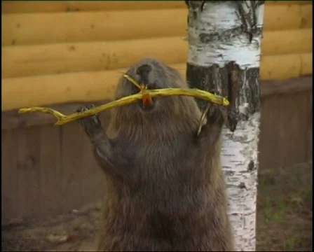 Stuffed beaver Stock Footage 654491