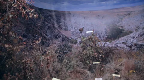 Stuffed birds museum display at gallery flora and fauna ecosystem collection Stock Footage 49168722