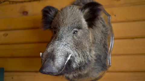 Stuffed boar on the wall. Decoration of the head of a boar in a hunting house Stock Footage 193716968