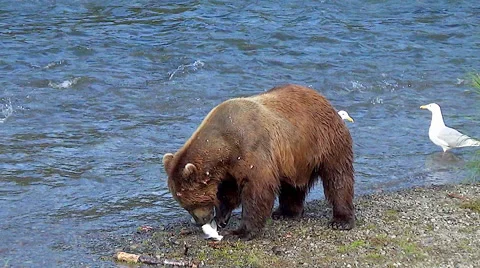 Stuffed Brown Bear Boar Not Hungry Eats Only The Eggs Stock Footage 52209977