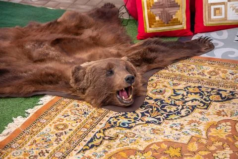 A stuffed brown bear head and skin on an oriental rug. Stock Photos