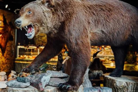 Stuffed brown bear ready to attack russia Stock Photos