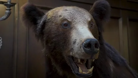 Stuffed brown bear as a trophy in a hunter's house Video stock 244388196
