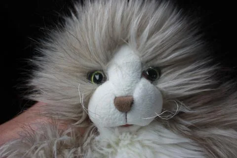 Stuffed Cat Stock Photos