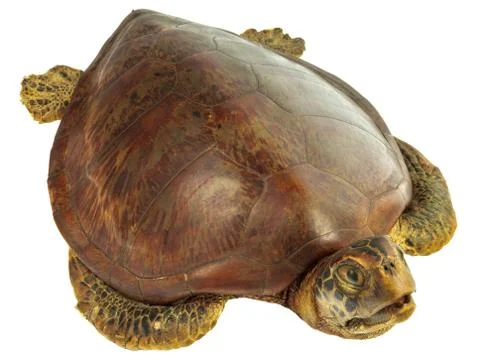 Stuffed dead turtle isolated on white Stock Photos