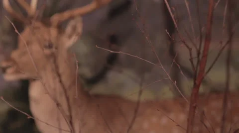 Stuffed deer Video stock 23405277