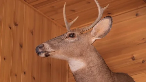 Stuffed deer Stock Footage 70699754