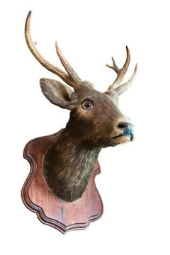 Stuffed deer head Stock Photos