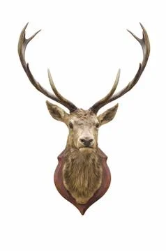 Stuffed deer head. Stock Photos