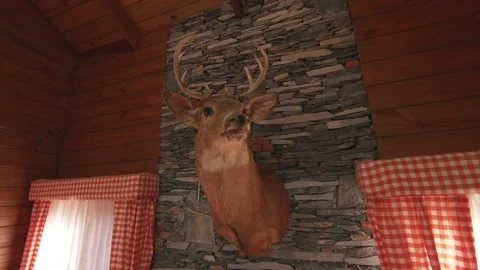 Stuffed deer head on the wall inside a small hotel Stock Footage 208423083