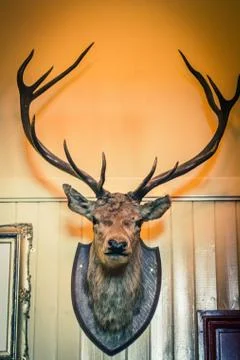 Stuffed deer head on the wall Stock Photos