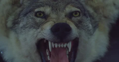 A stuffed dire wolf with a bared mouth and fangs.Close-up Stock Footage 161909743