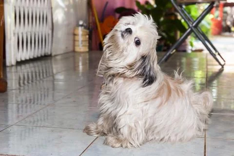 An stuffed dog Stock Photos