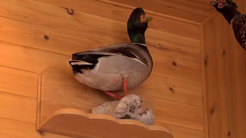 Stuffed duck Видео 70699945