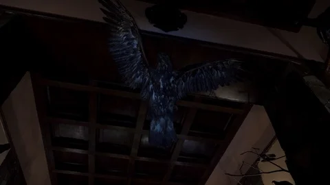 A stuffed eagle on the ceiling Stock Footage 107752537