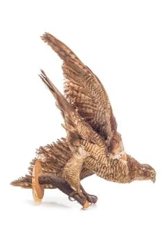 Stuffed eagle isolated on white background Stock Photos