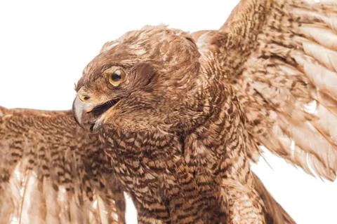 Stuffed eagle isolated on white background Stock Photos