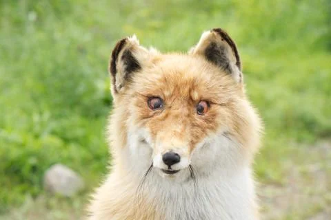 Stuffed fox with artificial eyes and natural fur Stock Photos