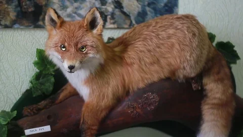 Stuffed fox Stock Footage 76362596