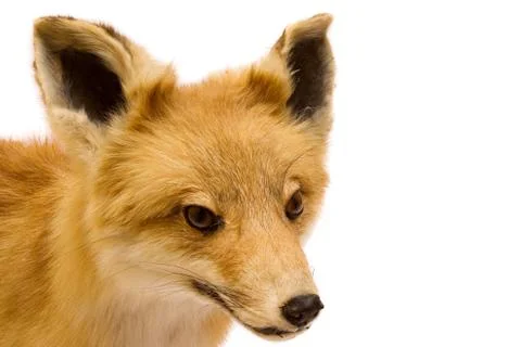 Stuffed Fox Isolated on a White Background Foto stock