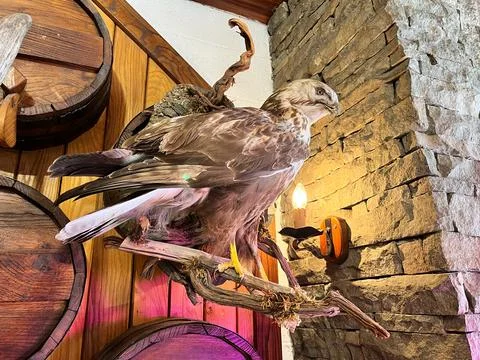 Stuffed hawk Fotos de archivo