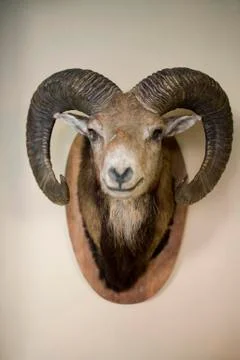 Stuffed head of a Bighorn Sheep Stock Photos