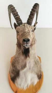 The stuffed head of Himalayan ibex. Stock Photos