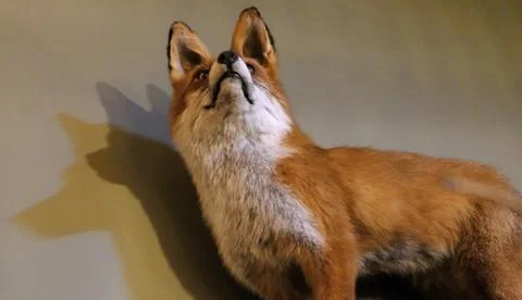 Stuffed kit fox posing indoors Stock Photos