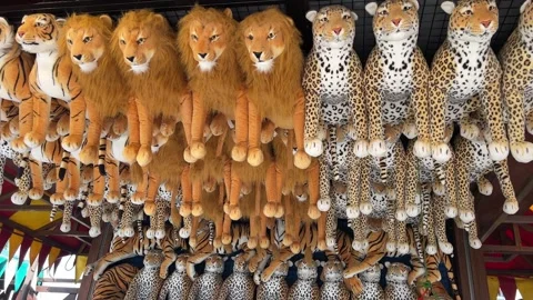 Stuffed lions leopards and tigers hanging at arcade machines in Ba Na Hills Vídeo Stock 320163897