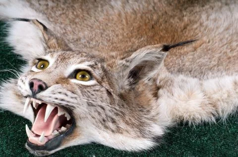 Stuffed lynx Фото