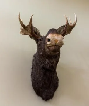 Stuffed moose head wall mount on white wall Stock Photos