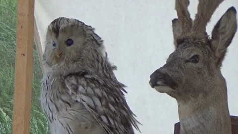 Stuffed owls and deer Stock Footage 79924390