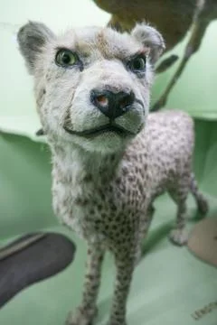 A stuffed, pale, leopard up close Foto stock