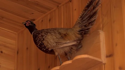 Stuffed partridge Stock Footage 70699810