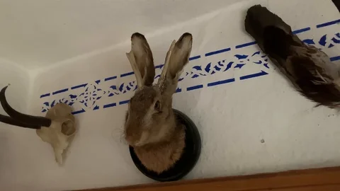 A stuffed rabbit head with horns / jackalope . A folklore mystical creature Stock Footage 122839314