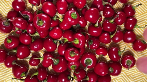 Stuffed red chillies on the table Stock-Footage 220740650