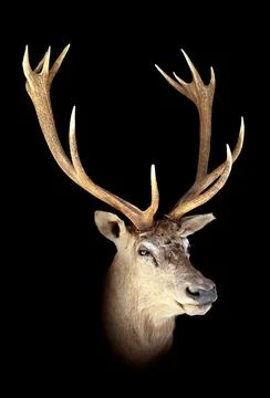 Stuffed red deer, stag head with antlers (Cervus elaphus) Stock Photos