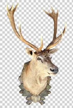 Stuffed red deer, stag head with antlers (Cervus elaphus) Stock Photos