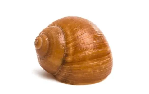 Stuffed snail isolated Stock Photos