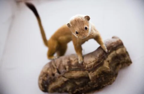 Stuffed weasel watching Foto stock