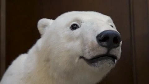 Stuffed white bear as a trophy in a hunter's house Video stock 244388326