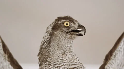 Stuffed Wild Bird 2 Stock Footage 58480796